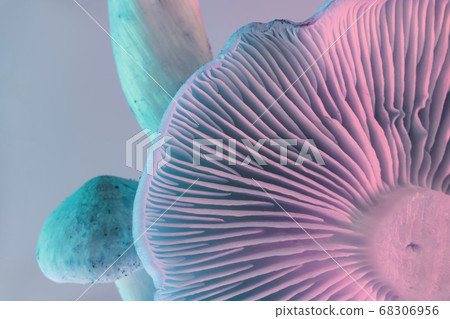 Close up bunch mushrooms color light. Beautiful Close up bunch mushrooms color light. Beautiful 68306956