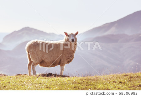Sheep 68306982