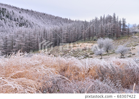 Utsukushigahara Plateau covered with hoarfrost 68307422