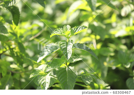 Mint (Lamiaceae) 68308467