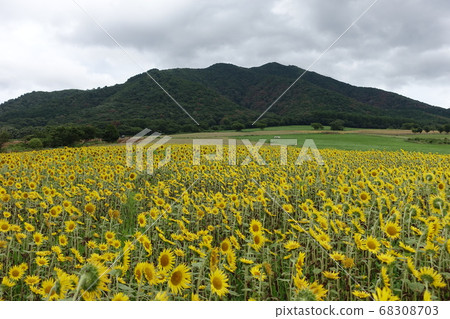 Sunflower field on the Hiruzen Plateau in Okayama Prefecture, Japan 68308703