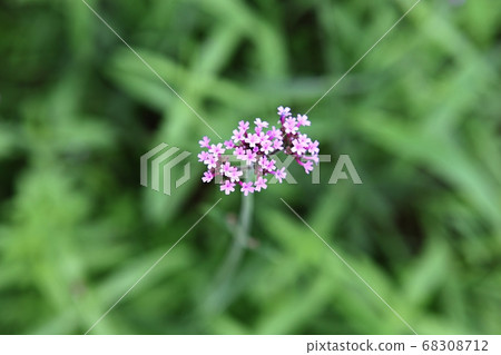 花 68308712