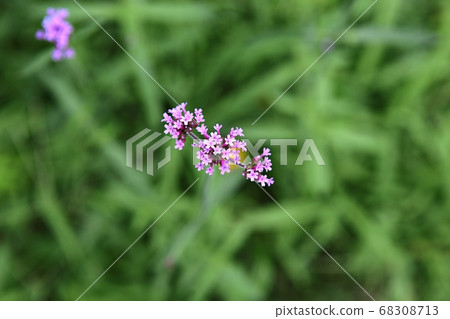 Flower 68308713