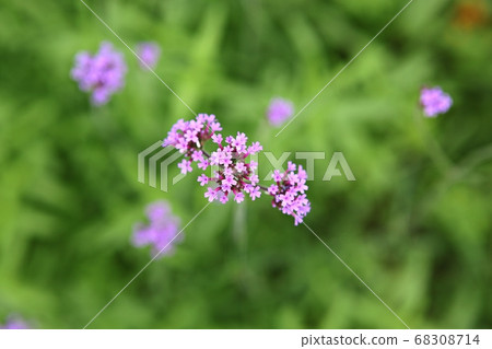 Flower 68308714