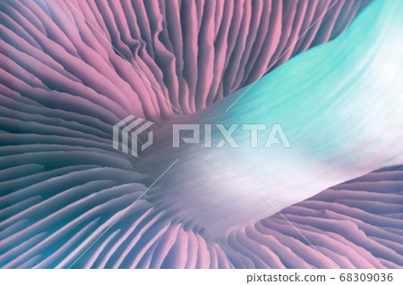 Close up bunch mushrooms color light. Beautiful Close up bunch mushrooms color light. Beautiful 68309036