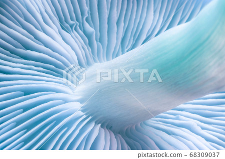 Close up bunch mushrooms color light. Beautiful Close up bunch mushrooms color light. Beautiful 68309037
