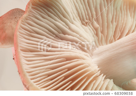 Close up bunch mushrooms color light. Beautiful Close up bunch mushrooms color light. Beautiful 68309038