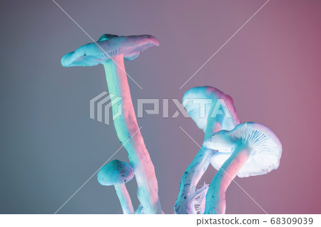 Bunch mushrooms plant color light. Beautiful plant Bunch mushrooms plant color light. Beautiful plant 68309039