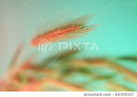 Close up abstract spikelet of wheat color yellow Close up abstract spikelet of wheat color yellow 68309107