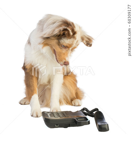 american shepherd with phone american shepherd with phone 68309177