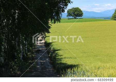 綠色的麥田 68309499