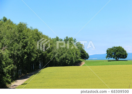 綠色的麥田 綠色的麥田 68309500