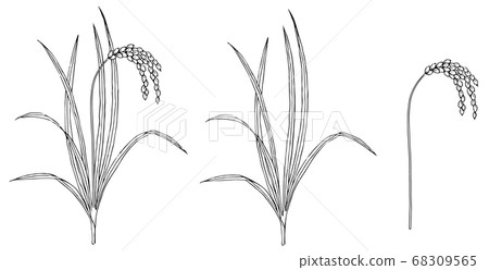 用筆繪製的米飯材料 用筆繪製的米飯材料 68309565