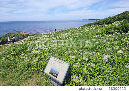 人們走在蔚藍的大海和Natsuigahama Hamayu火山社區步道 人們走在蔚藍的大海和Natsuigahama Hamayu火山社區步道 68309623