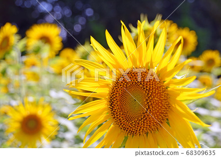 盛夏盛開的大黃色向日葵花 盛夏盛開的大黃色向日葵花 68309635