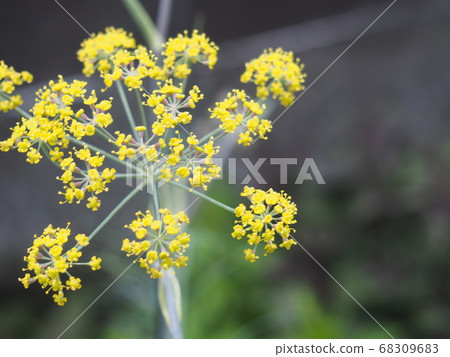 Fennel flowers Fennel flowers 68309683