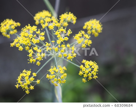 Fennel flowers Fennel flowers 68309684
