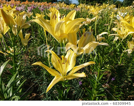 Lily lily in full bloom 68309945