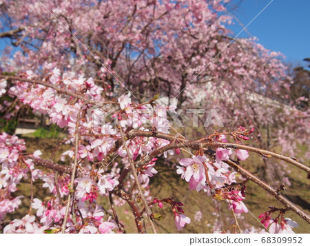 Cherry blossoms in a temple 68309952