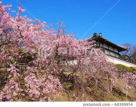 Cherry blossoms in a temple 68309954