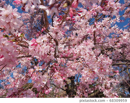 Cherry blossoms in a temple 68309959