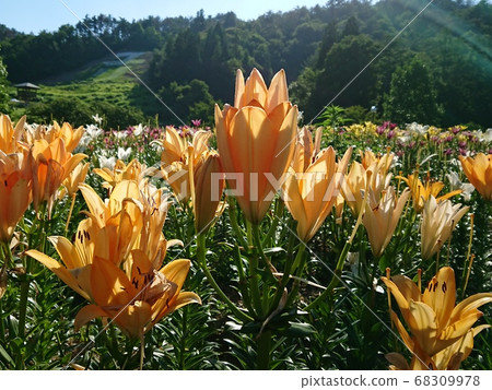 百合百合盛開 68309978