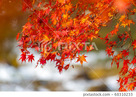 Korankei秋葉[愛知縣] 68310233