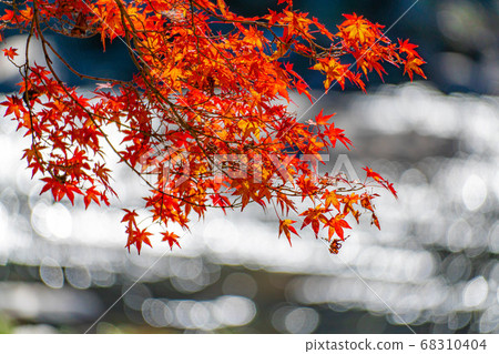 Korankei Autumn Leaves [Aichi Prefecture] 68310404