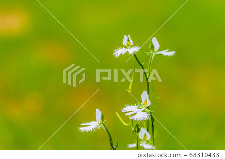 Blooming heron grass Blooming heron grass 68310433