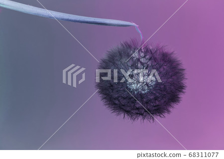 Close up beautiful dandelion flower color light Close up beautiful dandelion flower color light 68311077