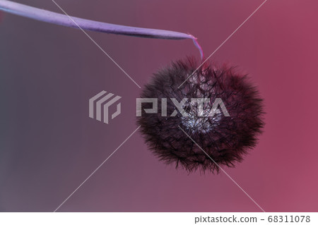 Close up beautiful dandelion flower color light Close up beautiful dandelion flower color light 68311078