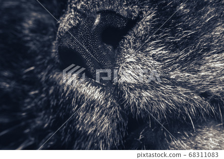 Beautiful Nose of cat closeup. Feline nose macro. Beautiful Nose of cat closeup. Feline nose macro. 68311083