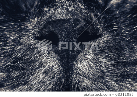 Beautiful Nose of cat closeup. Feline nose macro. Beautiful Nose of cat closeup. Feline nose macro. 68311085