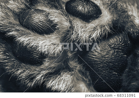 Beautiful leg of cat closeup. Feline legs macro. A Beautiful leg of cat closeup. Feline legs macro. A 68311091