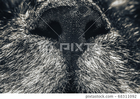 Beautiful Nose of cat closeup. Feline nose macro. Beautiful Nose of cat closeup. Feline nose macro. 68311092