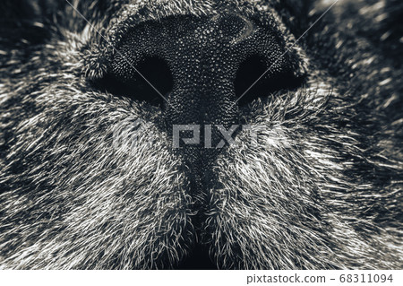 Beautiful Nose of cat closeup. Feline nose macro. Beautiful Nose of cat closeup. Feline nose macro. 68311094