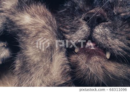 Close Up funny sleeping cat's Portrait of sleeping Close Up funny sleeping cat's Portrait of sleeping 68311096