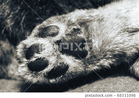 Beautiful leg of cat closeup. Feline legs macro. A Beautiful leg of cat closeup. Feline legs macro. A 68311098