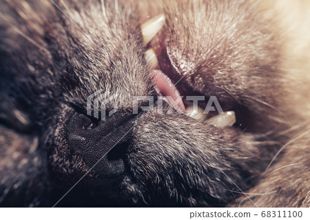 Close Up funny sleeping cat's Portrait of sleeping Close Up funny sleeping cat's Portrait of sleeping 68311100