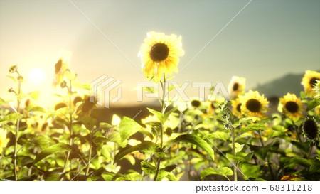Sunflower field on a warm summer evening Sunflower field on a warm summer evening 68311218