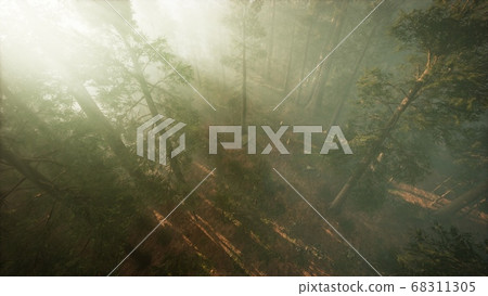 Drone breaking through the fog to show redwood and 68311305