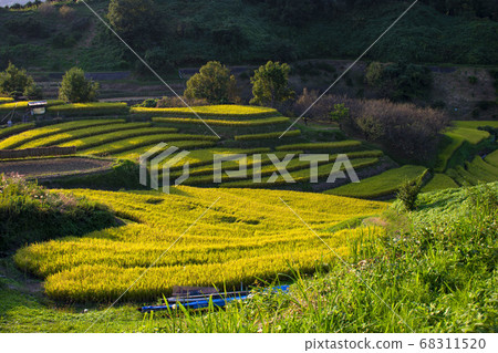 Rice terrace of Hase valley Rice terrace of Hase valley 68311520