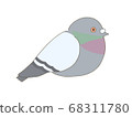Illustration of a pigeon pigeon 68311780