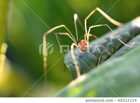 Opiliones spider macro Opiliones spider macro 68312214