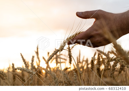 The hand touches the ears of wheat. Farmer in a wheat field. Rich harvest concept 68312410