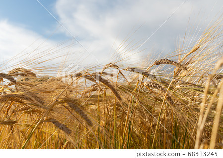 Agricultural field. Ripe ears of wheat on the background of the sunset. The concept of a rich harvest. 68313245