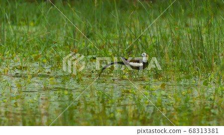 pheasant tailed jacana or Hpheasant tailed jacana or Hydrophasianus chirurgus in wetland of keoladeo national park or bharatpur bird sanctuary rajasthan indiaydrophasianus chirurgus pheasant tailed jacana or Hpheasant tailed jacana or Hydrophasianus chirurgus in wetland of keoladeo national park or bharatpur bird sanctuary rajasthan indiaydrophasianus chirurgus 68313381