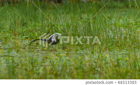 pheasant tailed jacana or Hpheasant tailed jacana or Hydrophasianus chirurgus in wetland of keoladeo national park or bharatpur bird sanctuary rajasthan indiaydrophasianus chirurgus pheasant tailed jacana or Hpheasant tailed jacana or Hydrophasianus chirurgus in wetland of keoladeo national park or bharatpur bird sanctuary rajasthan indiaydrophasianus chirurgus 68313383