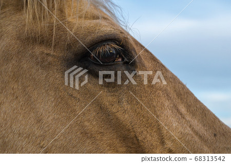 eye of a horse against a blue sky close up 68313542