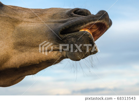 horse lips against the blue sky closeup 68313543